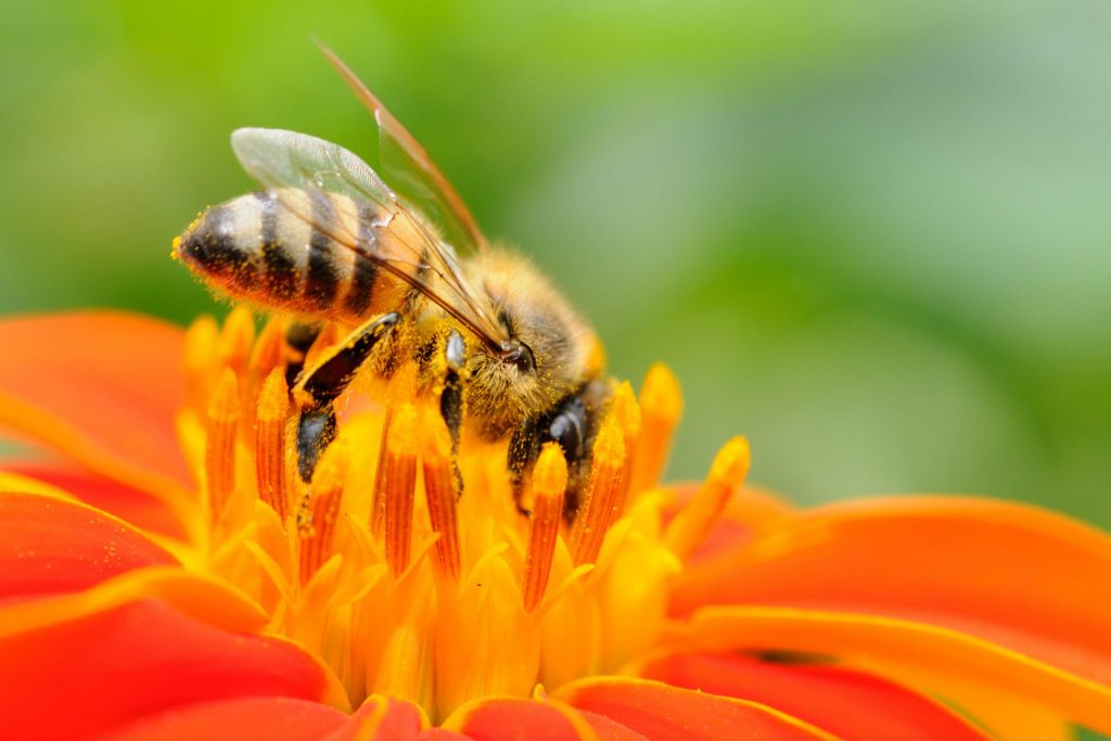 Bees in BC